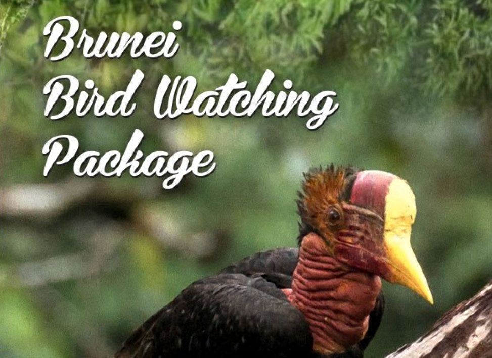 Brunei bird watching packages